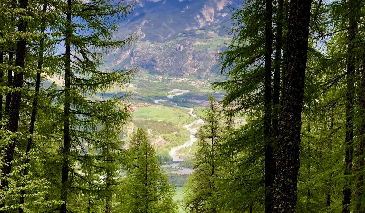 Forêt Risoul